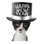 cat-new-year-355