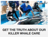 SeaWorld Killer Whales