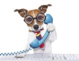 phone call dog
